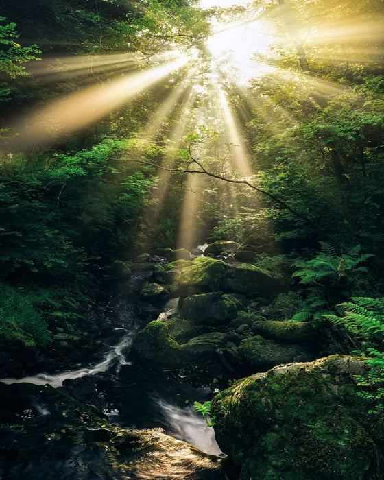 Vlies Fototapete | Divine | Größe 200 x 250 cm