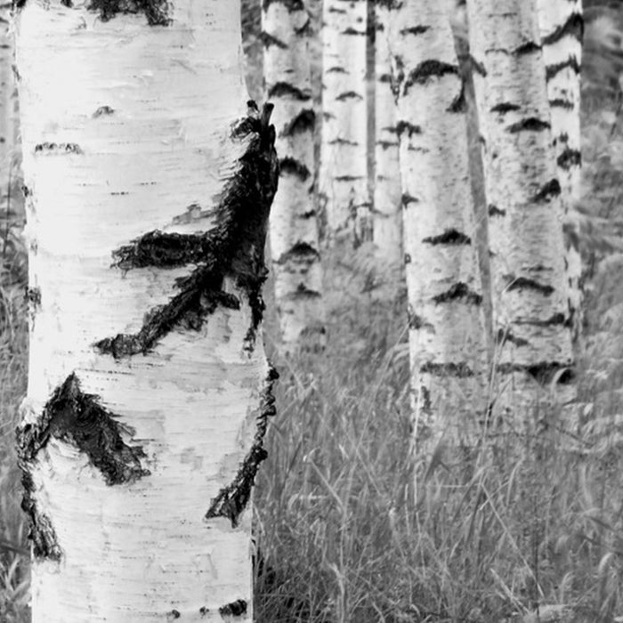 Komar | Vlies Fototapete | Woods | Größe 368 x 248 cm