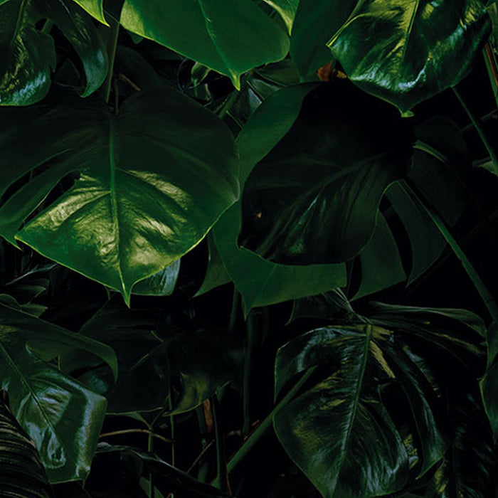 Komar | Vlies Fototapete | Tropical Wall | Größe 400 x 250 cm