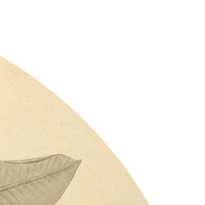 Selbstklebende Vlies Fototapete/Wandtattoo | Banana Plant | Größe 125 x 125 cm