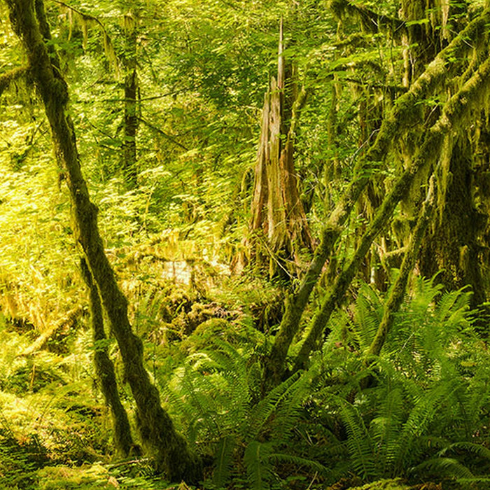 Vlies Fototapete | Ancient World | Größe 400 x 250 cm