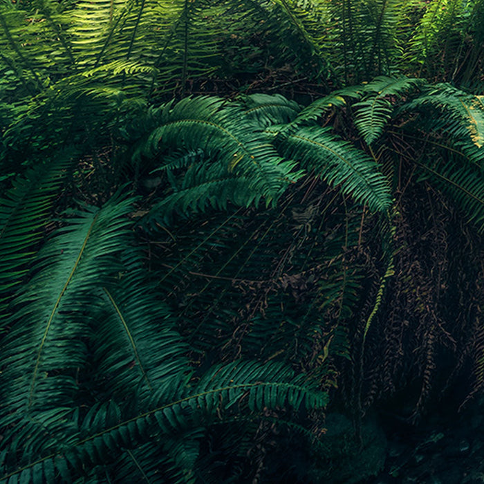 Vlies Fototapete | Elves Cathedral | Größe 450 x 280 cm