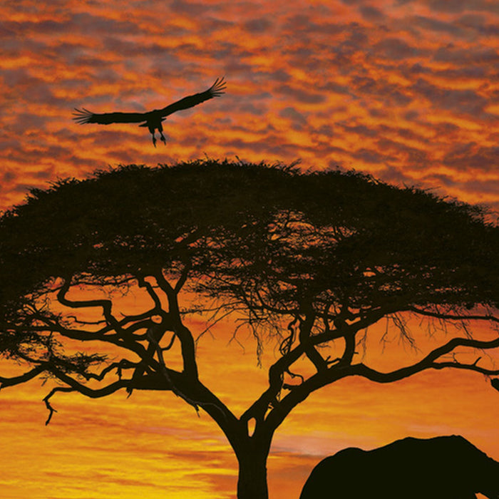 Komar | Papier Fototapete | African Sunset | Größe 194 x 270 cm
