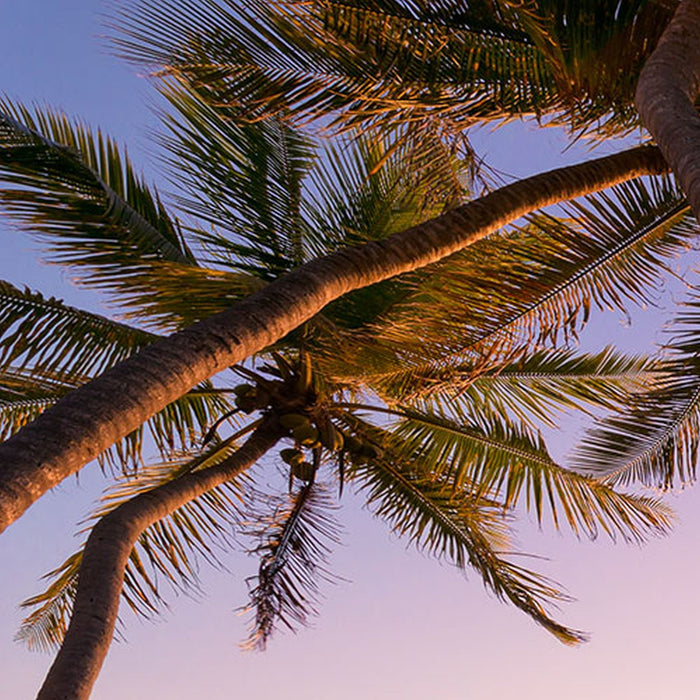 Vlies Fototapete | Reaching the Sun | Größe 400 x 250 cm