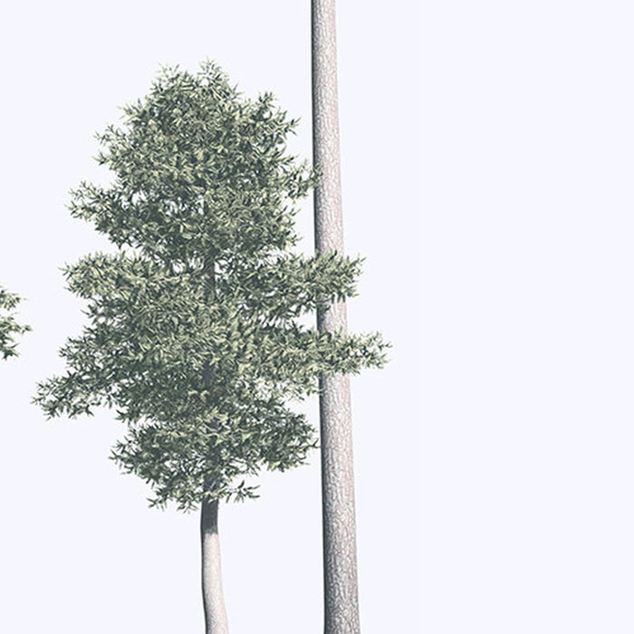 Komar | Vlies Fototapete | Pines | Größe 400 x 280 cm