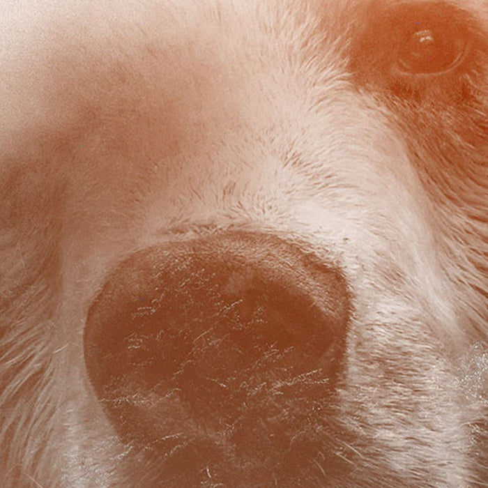 Selbstklebende Vlies Fototapete/Wandtattoo | Bearava | Größe 125 x 125 cm