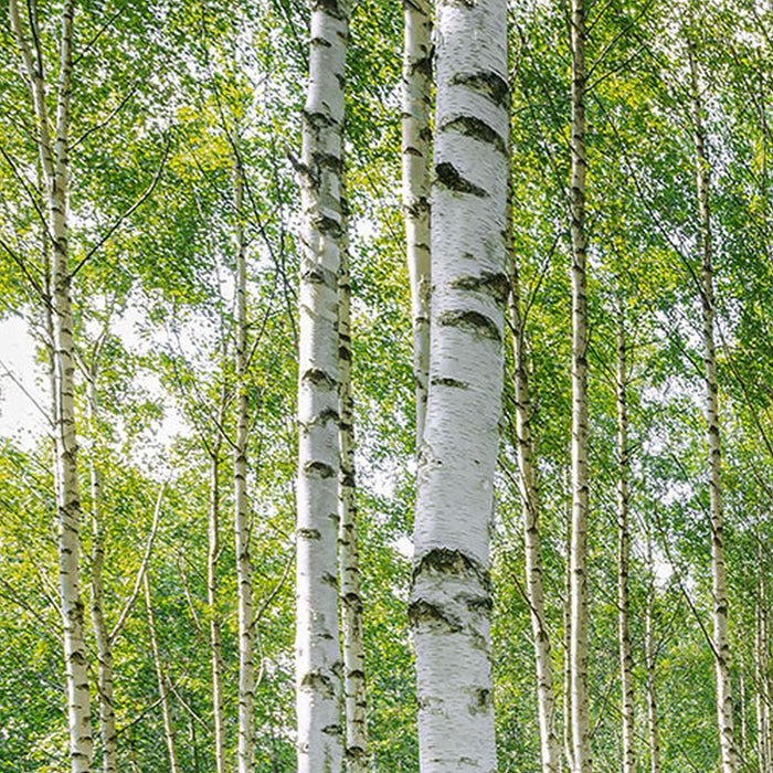 Papier Fototapete | Sunny Day | Größe 368 x 254 cm