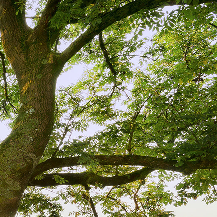 Komar | Vlies Fototapete | The Magic Tree | Größe 450 x 280 cm