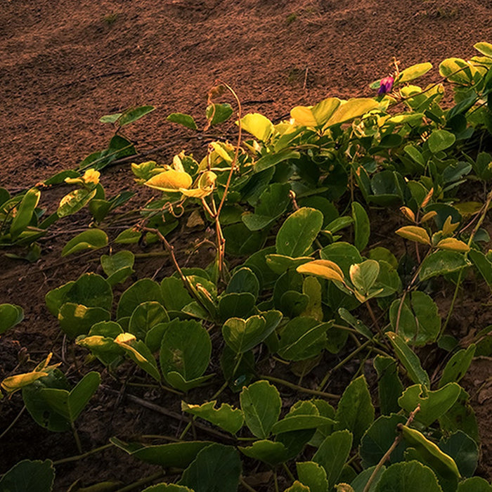 Vlies Fototapete | Vertical Paradise | Größe 200 x 280 cm