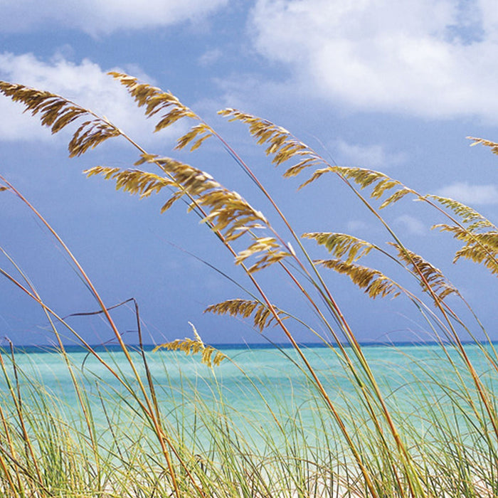 Papier Fototapete | Ocean Breeze | Größe 368 x 254 cm