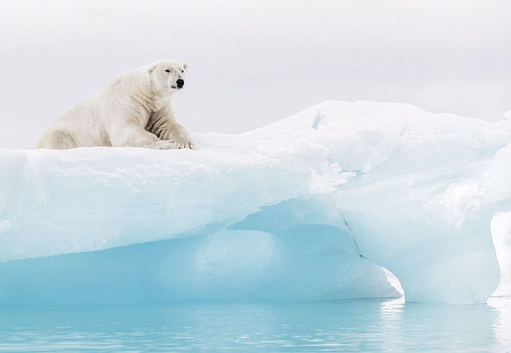 Komar | Papier Fototapete | Arctic Polar Bear | Größe 368 x 254 cm