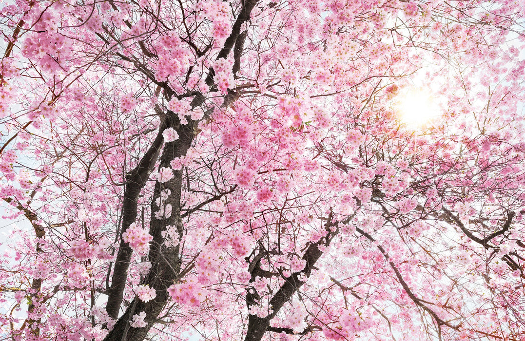 Vlies Fototapete | Bloom | Größe 400 x 260 cm