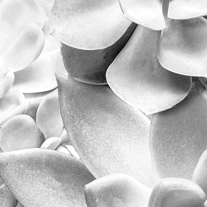 Selbstklebende Vlies Fototapete/Wandtattoo | Echeveria | Größe 125 x 125 cm