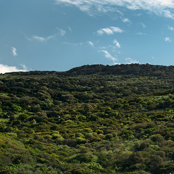 Vlies Fototapete | Kuhparadies | Größe 450 x 280 cm