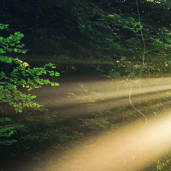 Vlies Fototapete | Divine | Größe 200 x 250 cm