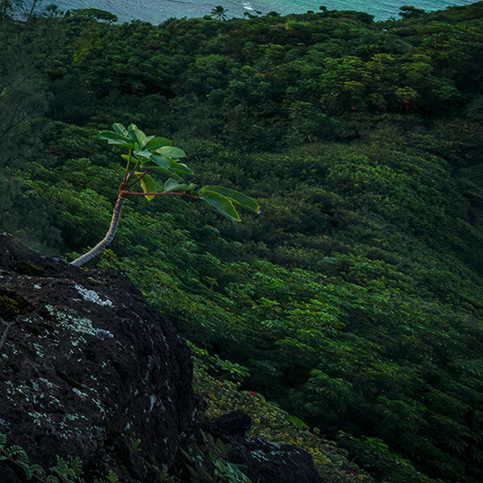 Komar | Vlies Fototapete | Jurassic Island  | Größe 450 x 280 cm