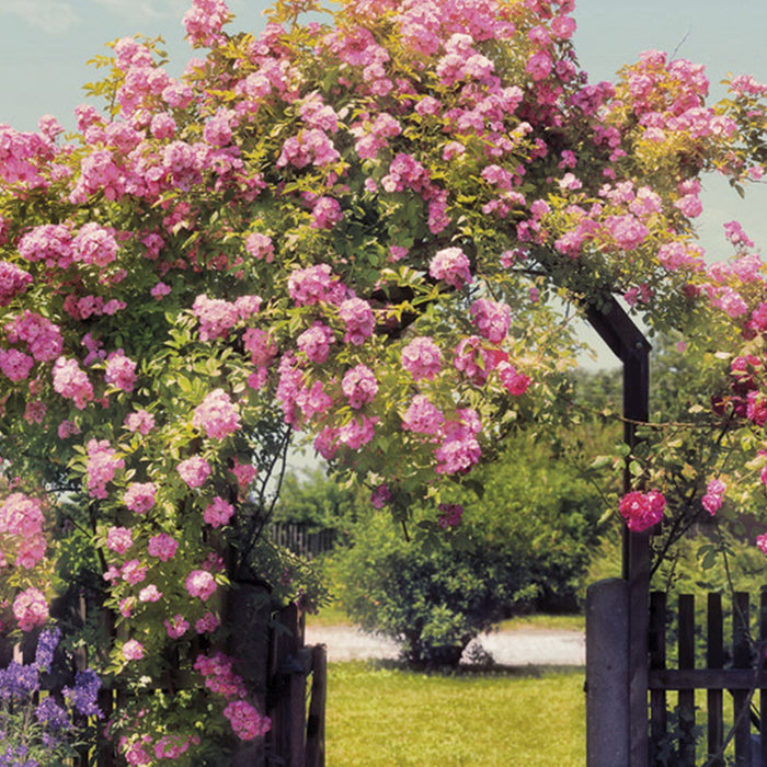 Papier Fototapete | Rose Garden | Größe 368 x 254 cm