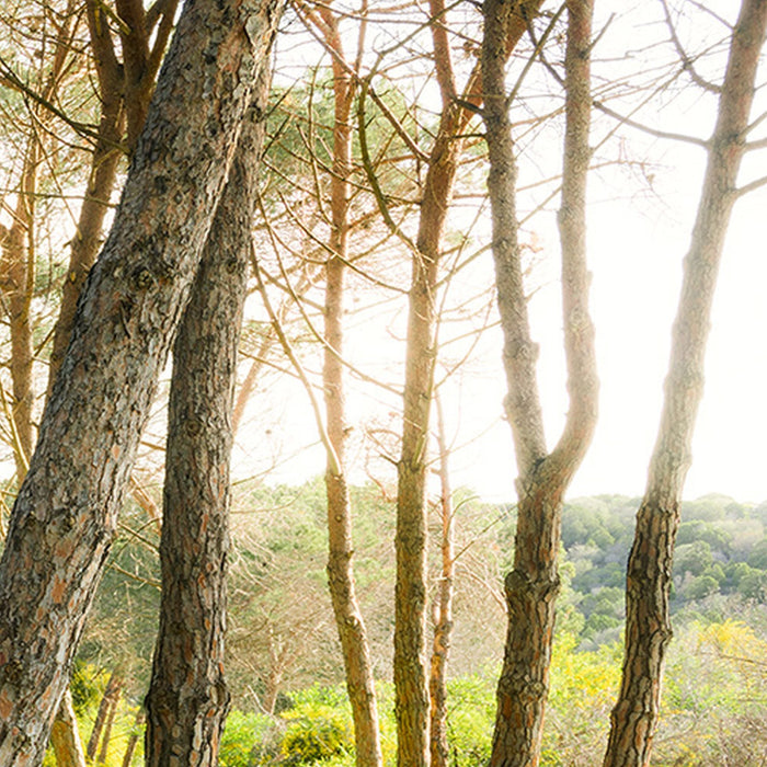 Vlies Fototapete | Blütenzauberwald | Größe 450 x 280 cm