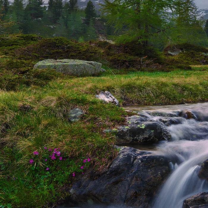 Vlies Fototapete | Wild Paradise | Größe 450 x 280 cm