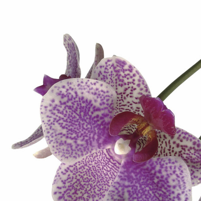 Komar | Wandtattoo | Orchidee | Größe 100 x 70 cm