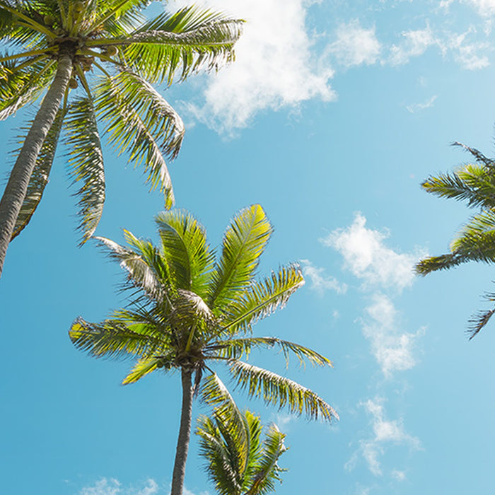Komar | Vlies Fototapete | Coconut Heaven  | Größe 450 x 280 cm