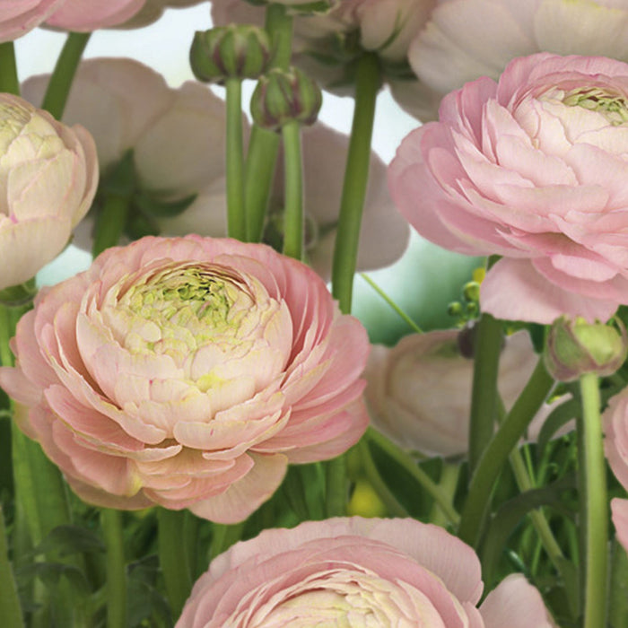 Papier Fototapete | Gentle Rosé | Größe 368 x 254 cm