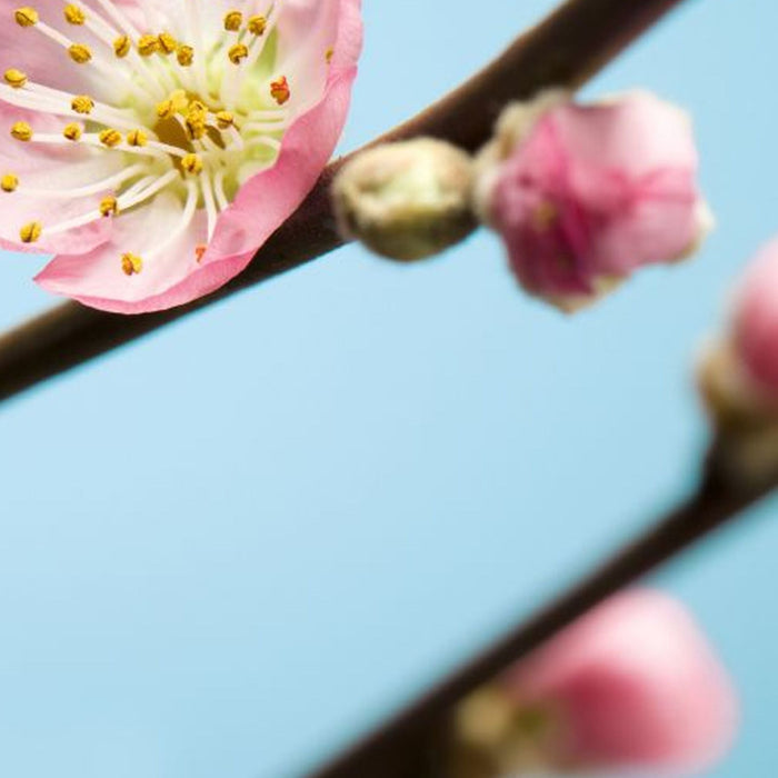 Vlies Fototapete | Peach Blossom | Größe 350 x 250 cm
