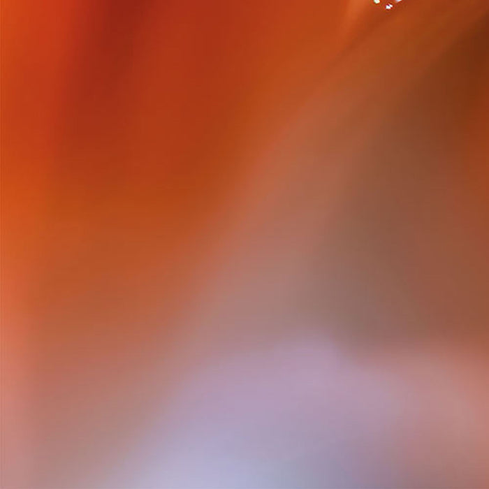 Vlies Fototapete | Tautropfen | Größe 300 x 250 cm