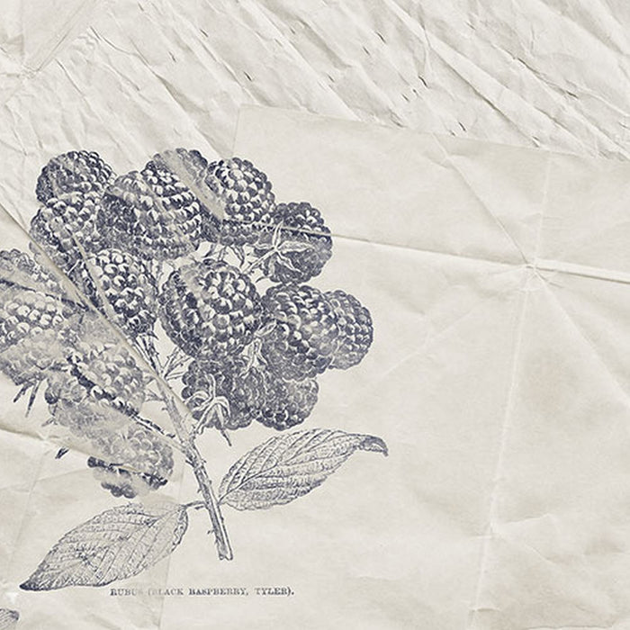 Komar | Vlies Fototapete | Botanical Papers | Größe 400 x 280 cm
