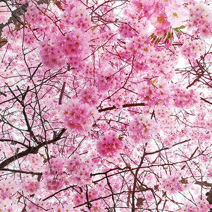 Vlies Fototapete | Bloom | Größe 400 x 260 cm