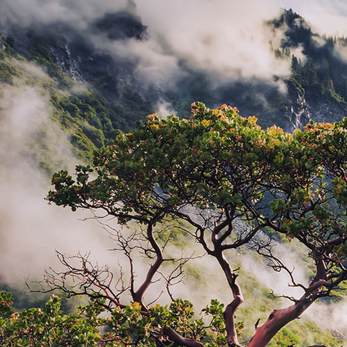 Vlies Fototapete | Unique Paradise | Größe 200 x 100 cm