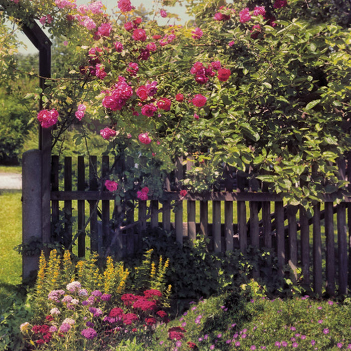 Papier Fototapete | Rose Garden | Größe 368 x 254 cm