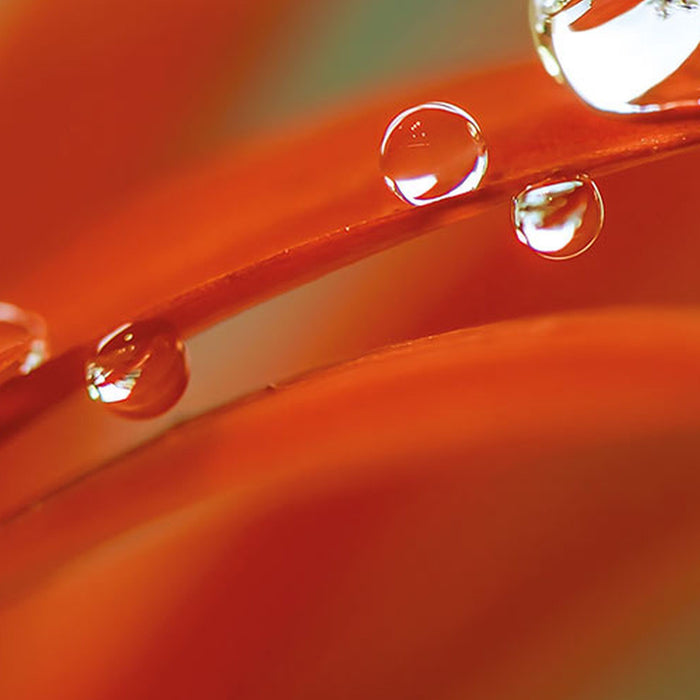 Vlies Fototapete | Tautropfen | Größe 300 x 250 cm