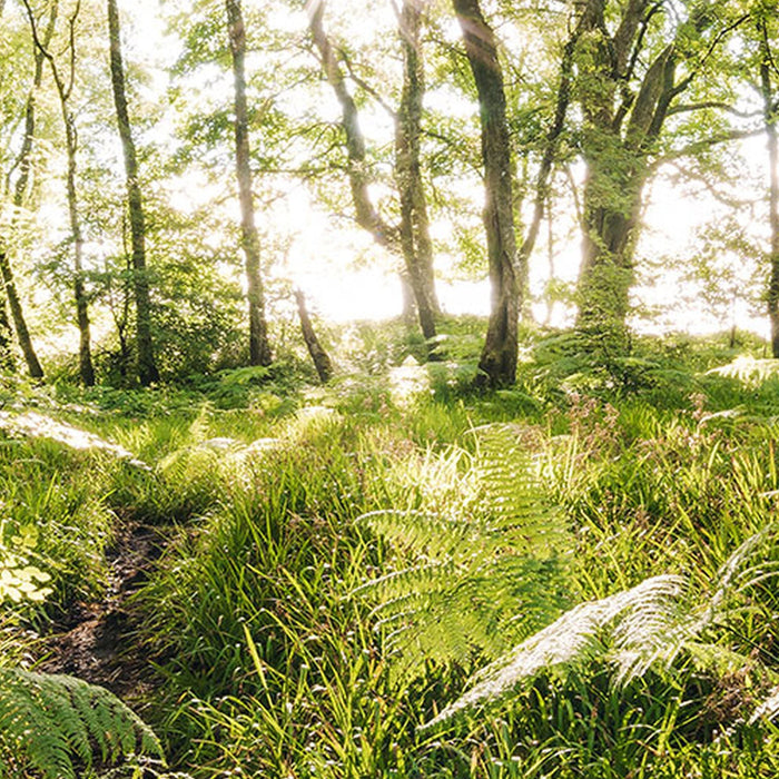 Vlies Fototapete | Mystic Path | Größe 400 x 250 cm