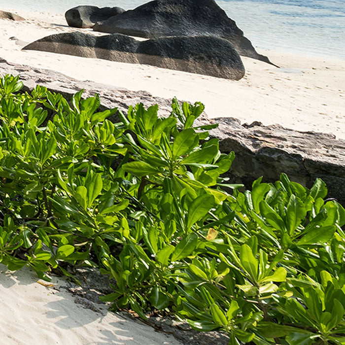 Vlies Fototapete | Tagträume | Größe 450 x 280 cm