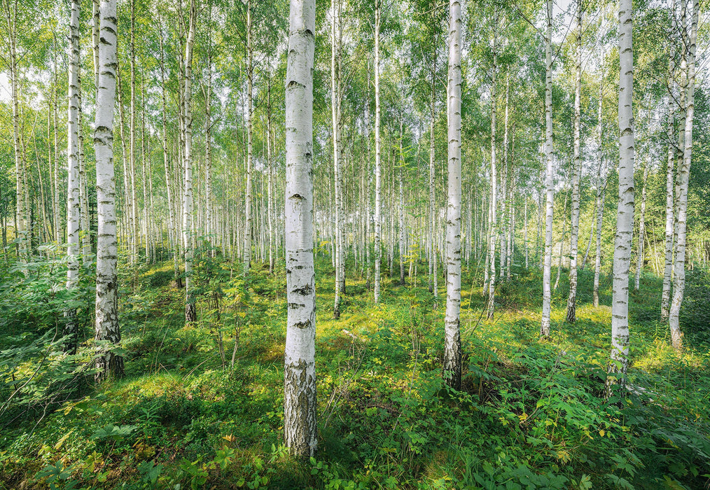 Papier Fototapete | Sunny Day | Größe 368 x 254 cm