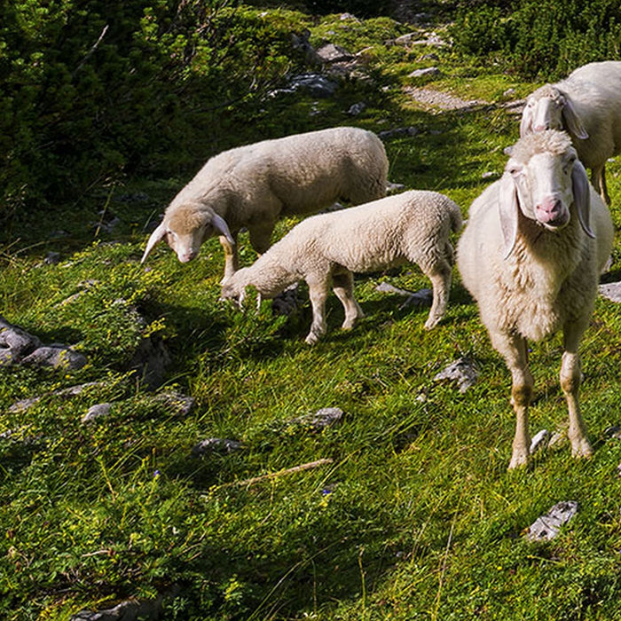 Vlies Fototapete | Paradise Lake | Größe 400 x 250 cm