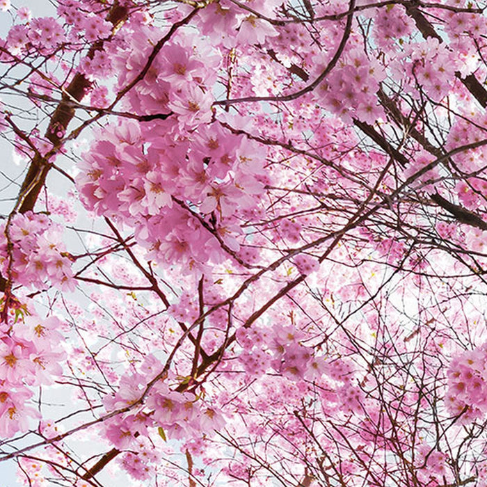 Vlies Fototapete | Bloom | Größe 400 x 260 cm