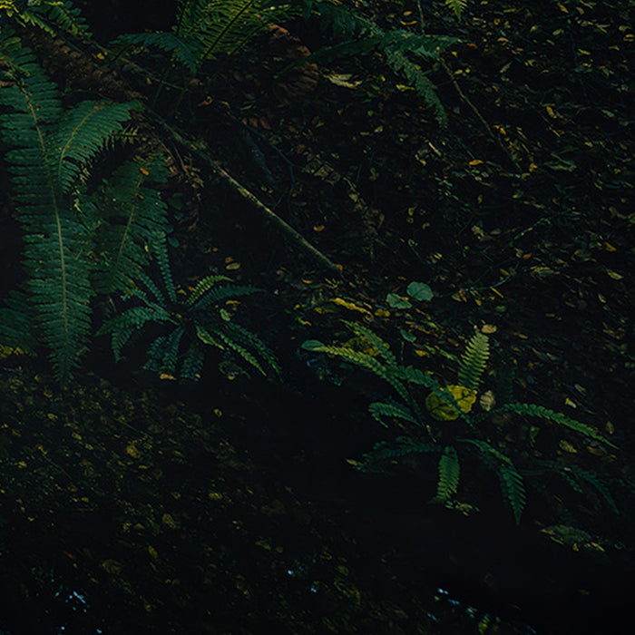 Vlies Fototapete | Fjordland Woods  | Größe 450 x 280 cm