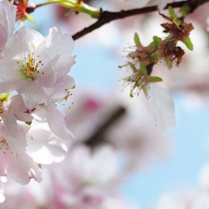 Vlies Fototapete | Spring | Größe 300 x 250 cm