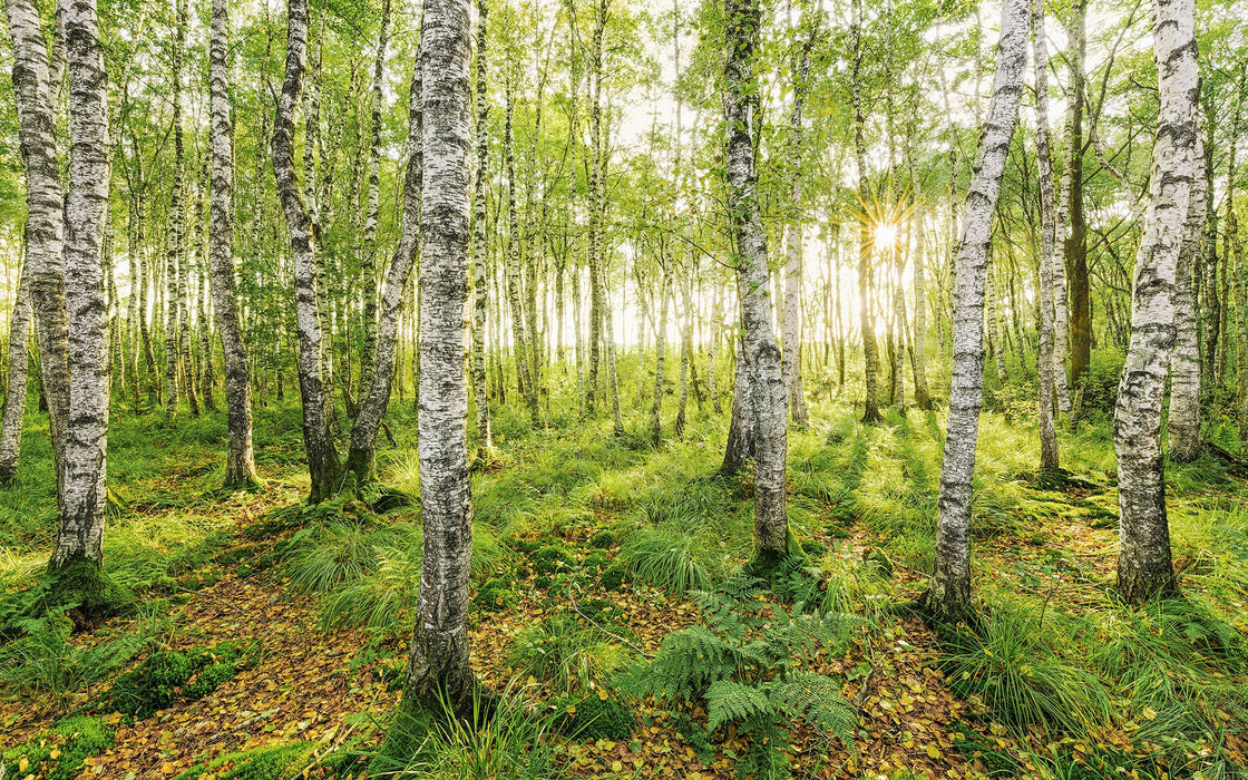 Vlies Fototapete | Birch Trees | Größe 400 x 250 cm