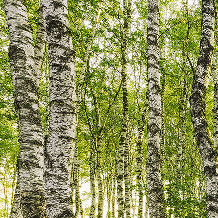 Vlies Fototapete | Birch Trees | Größe 400 x 250 cm