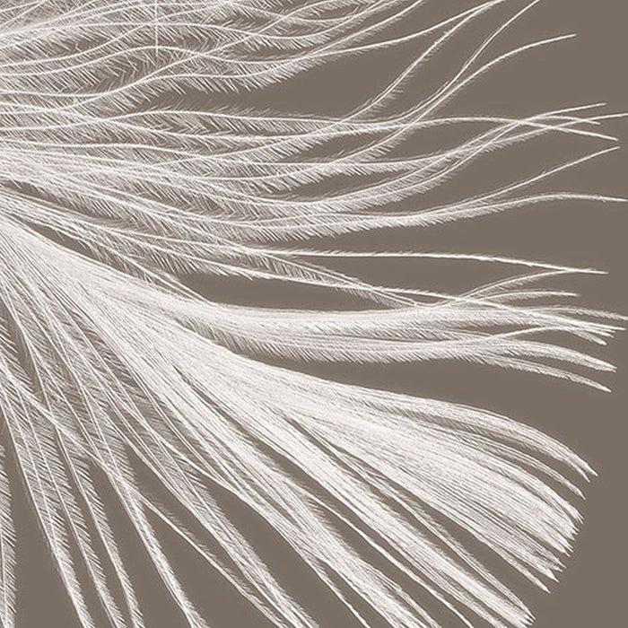 Komar | Vlies Fototapete | Federstern | Größe 300 x 250 cm