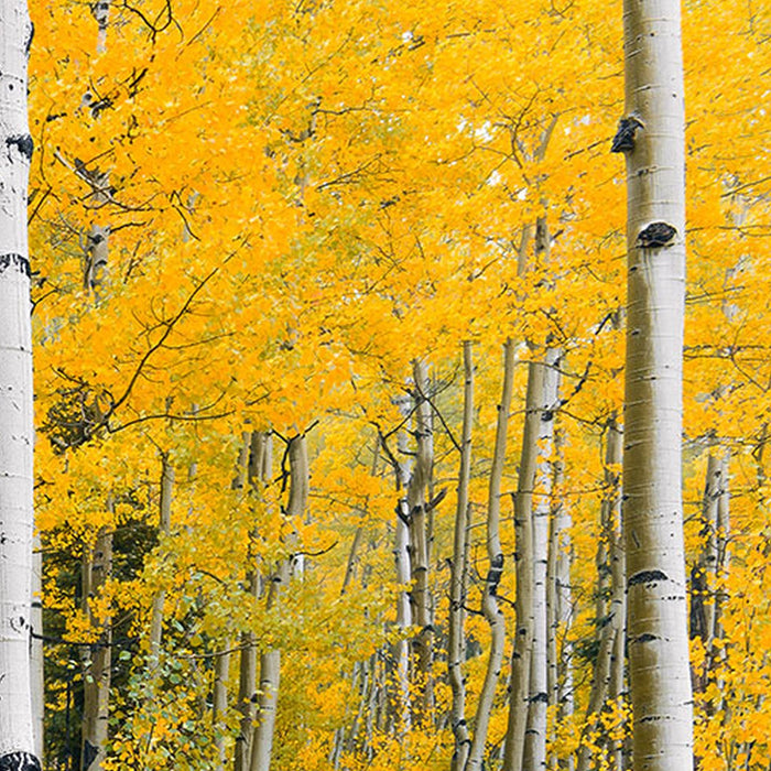 Vlies Fototapete | Orange Forest | Größe 400 x 250 cm