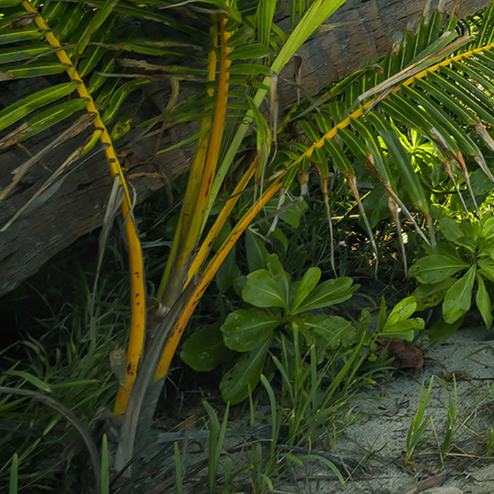 Vlies Fototapete | Fiji Dreams Boat  | Größe 450 x 280 cm