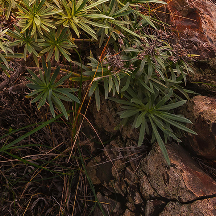 Vlies Fototapete | Warmes Licht | Größe 200 x 280 cm