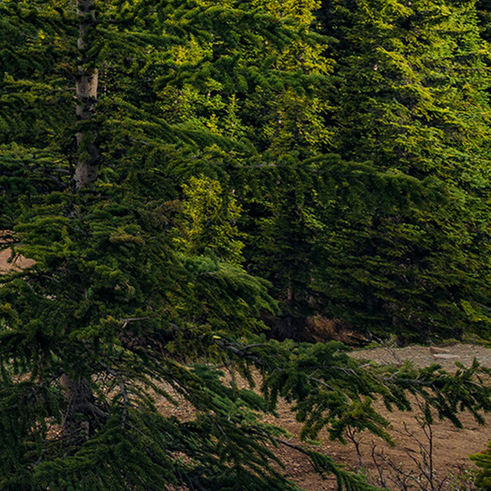 Komar | Vlies Fototapete | Wonderland Canada | Größe 450 x 280 cm