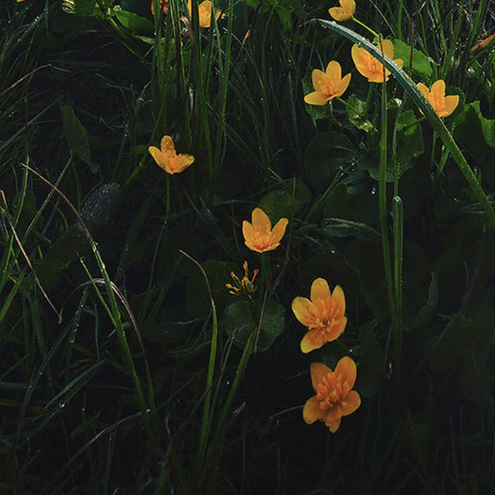 Vlies Fototapete | Morning Mist | Größe 100 x 280 cm