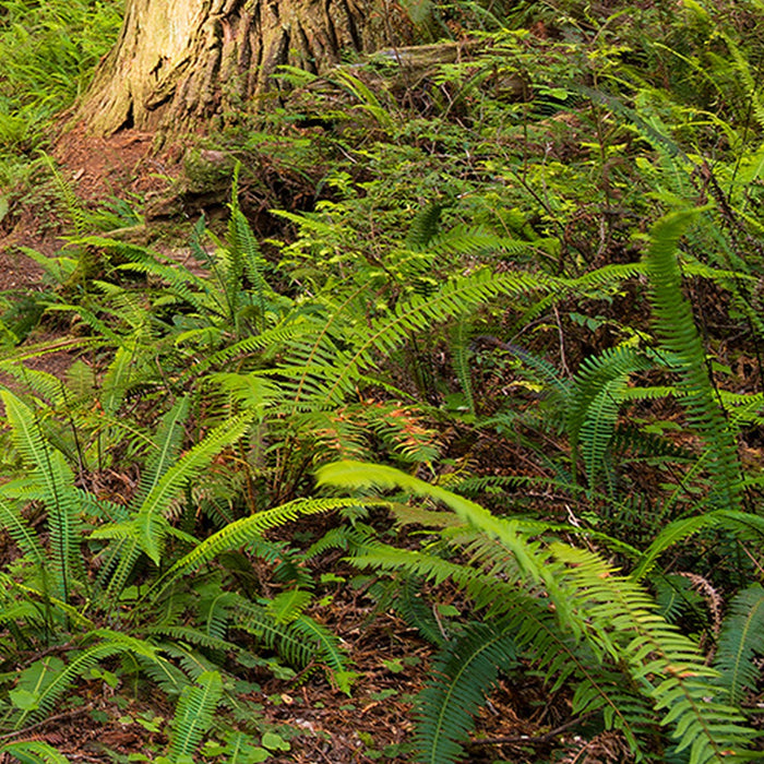 Vlies Fototapete | Redwood Trail | Größe 450 x 280 cm