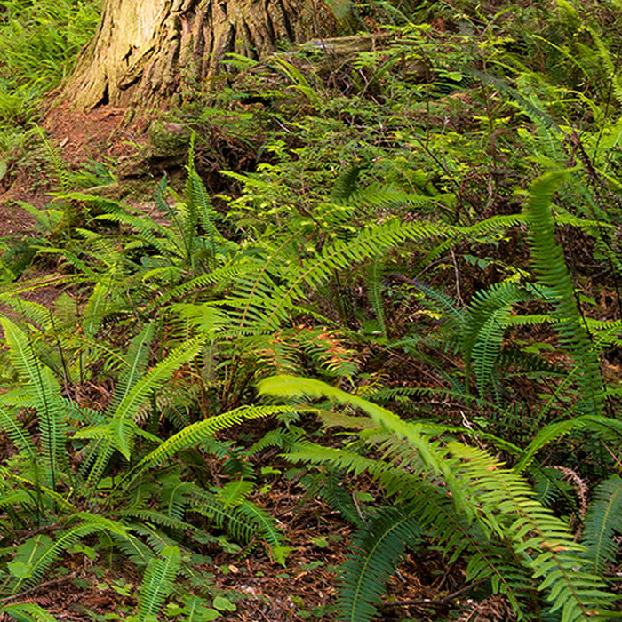 Komar | Vlies Fototapete | Redwood Trail | Größe 450 x 280 cm